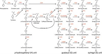 Transcriptional and Post-transcriptional Regulation of Lignin Biosynthesis Pathway Genes in Populus